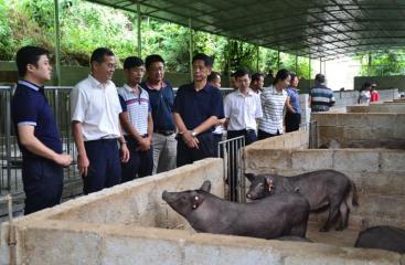 公司黨委肖凌書記帶隊到結對幫扶貧困村調研