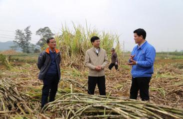 公司黨委副書記李建華帶隊督查下屬糖廠農務工作