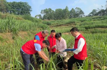黨旗飄蔗田 助力“第一車間”甘蔗增產