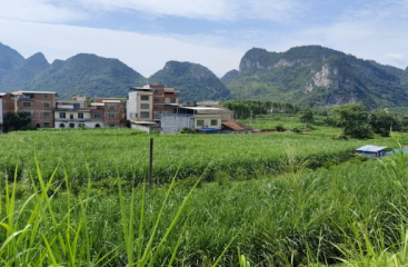 黨建引領(lǐng)促發(fā)展系列報道二 | 甜蜜生活從“蔗”里起航