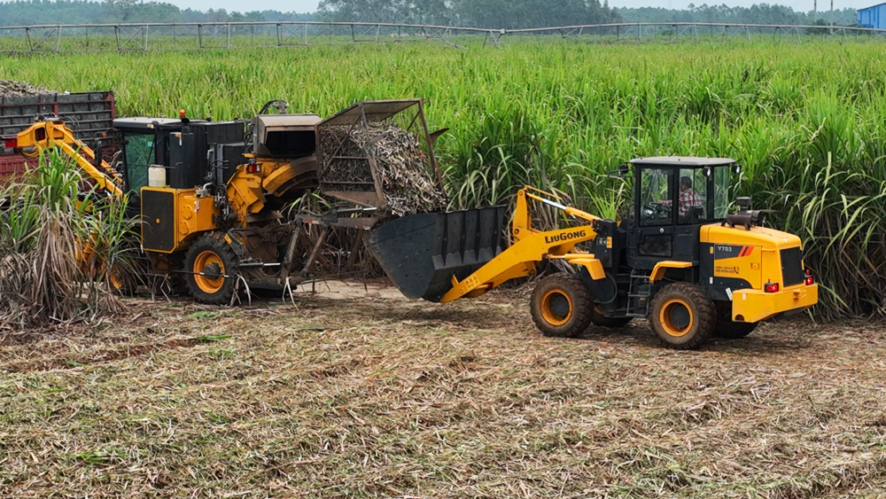 1甘蔗機(jī)械化收割作業(yè) 羅儒修攝.jpg