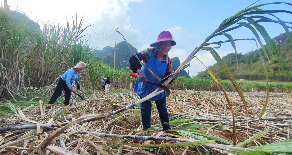 3帶動(dòng)蔗農(nóng)增收共享甜蜜 唐順攝.jpg
