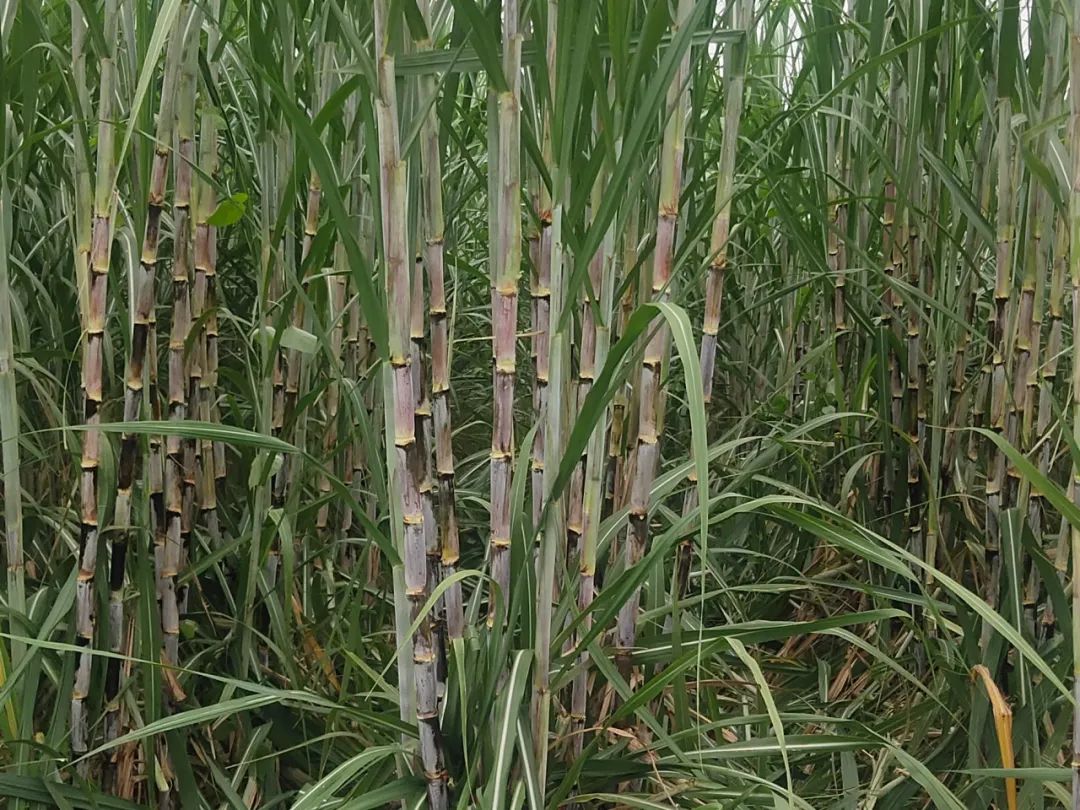 1706865403195752.jpg 1.jpg