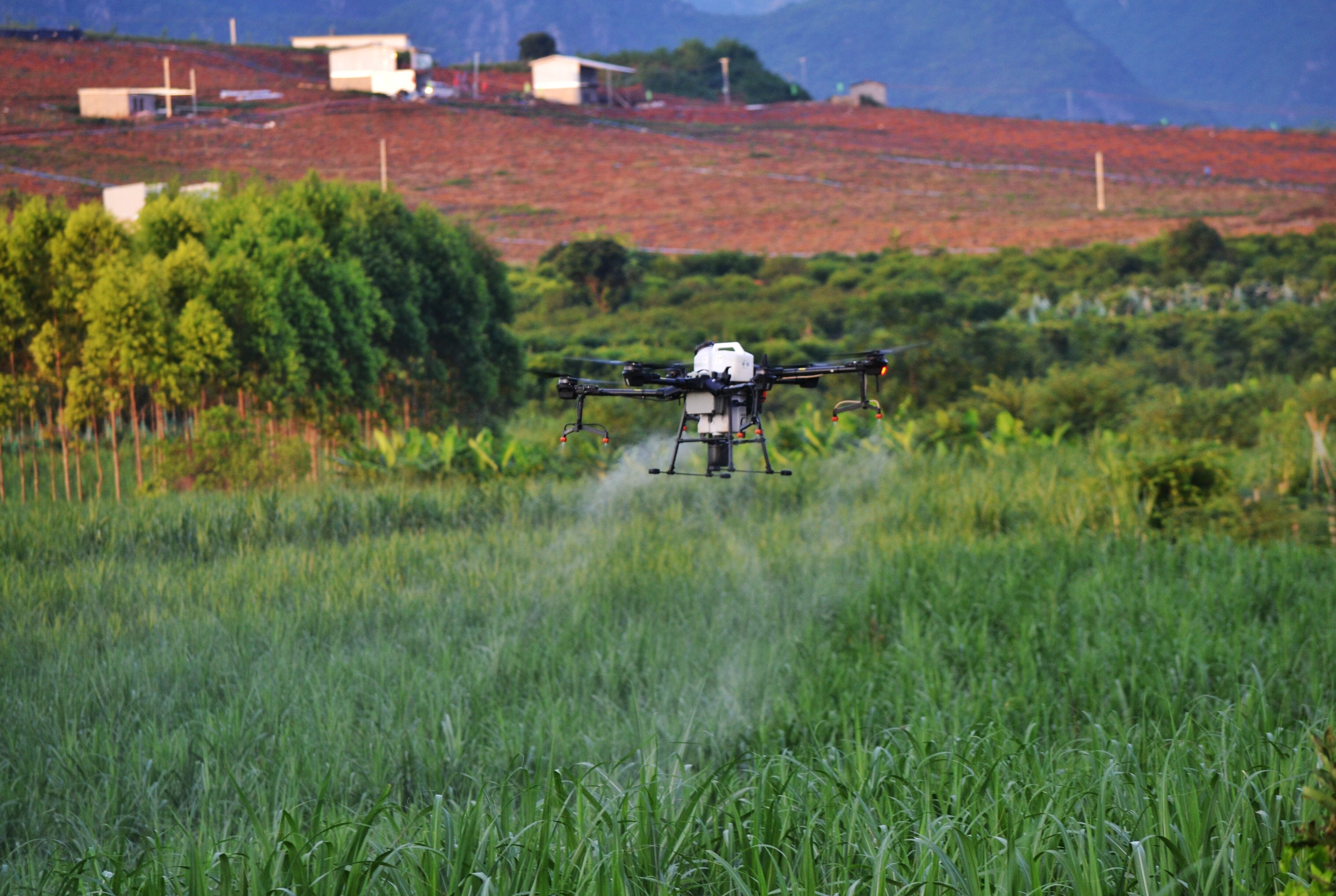 1750665933238816.jpg 甘蔗地無人機噴灑作業 廣農糖業供圖.jpg