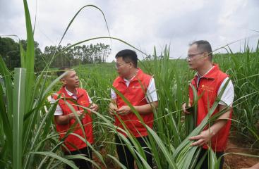 【中新網廣西】南寧伶利制糖公司：企村聯建共拓甜蜜增收路