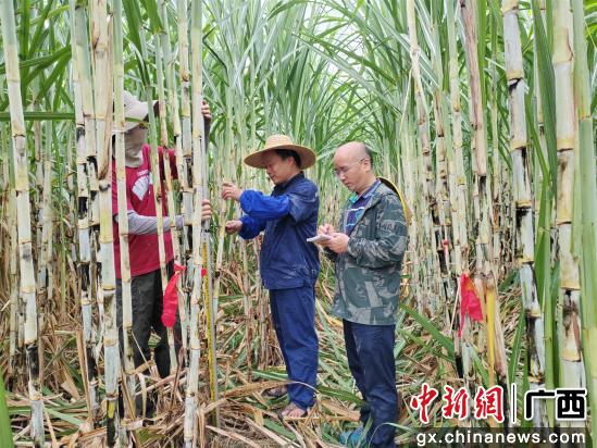 1757059078644741.jpg 33.jpg