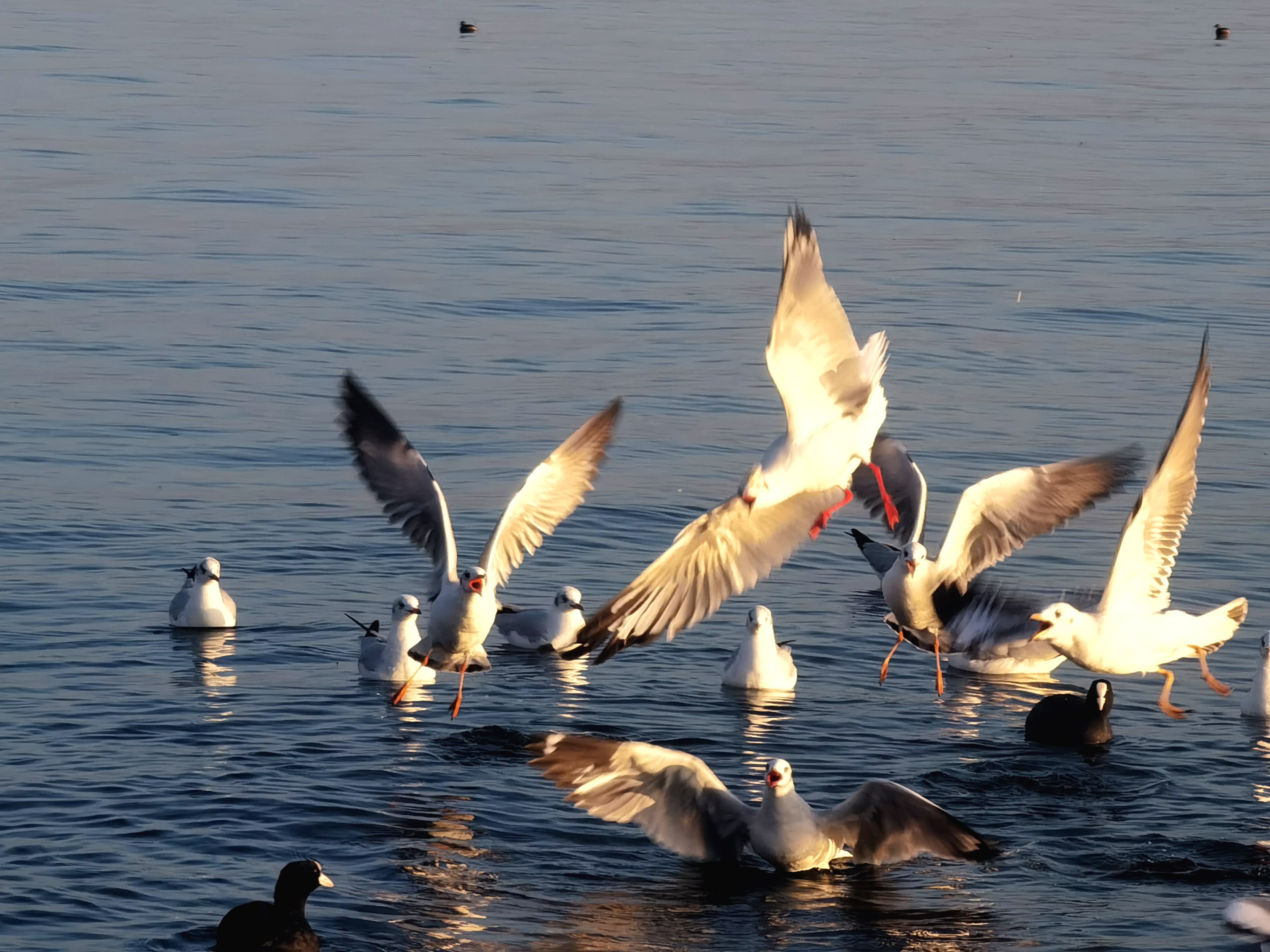 水畔鷗群 (1).jpg