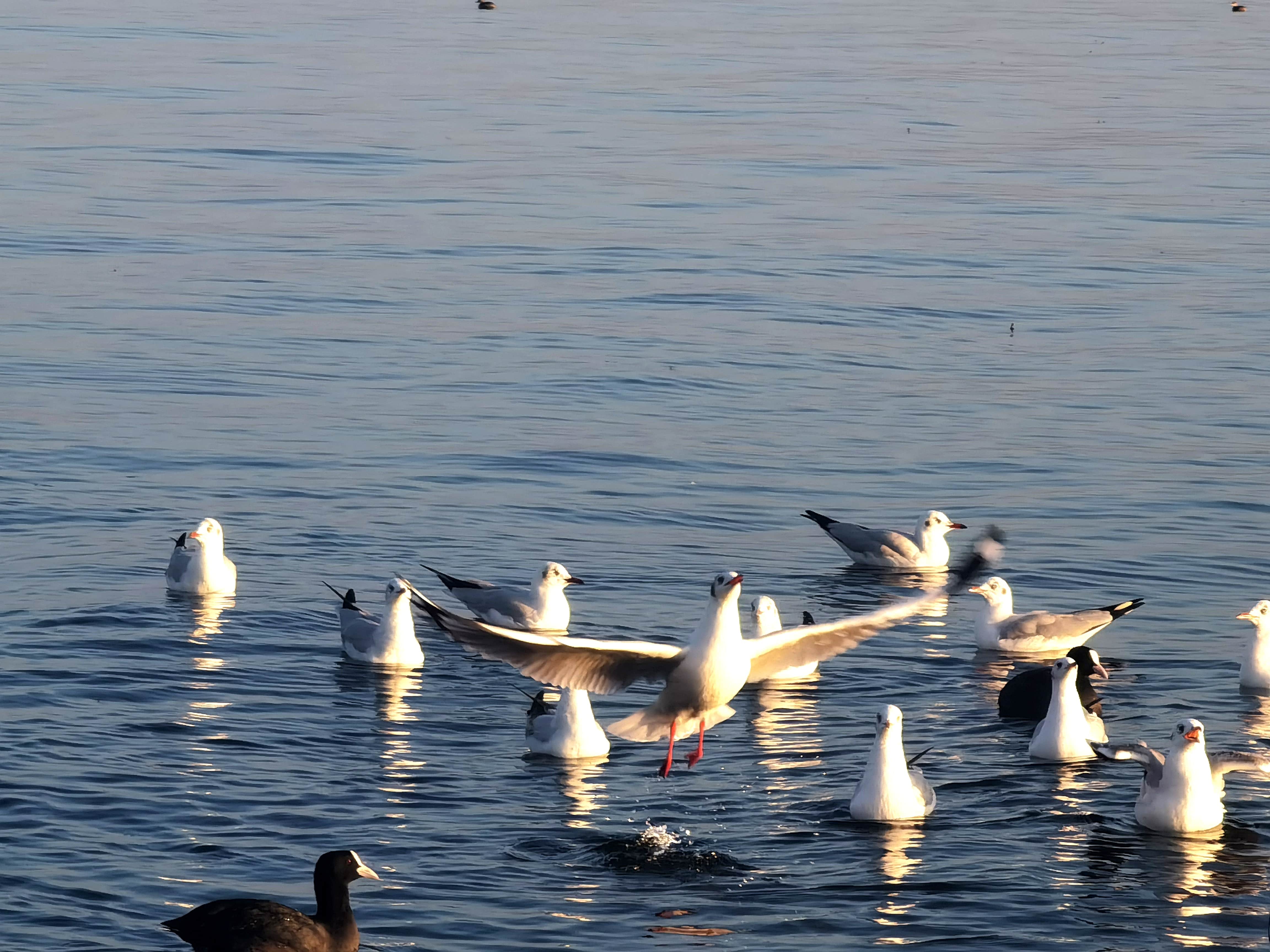 水畔鷗群 (2).jpg